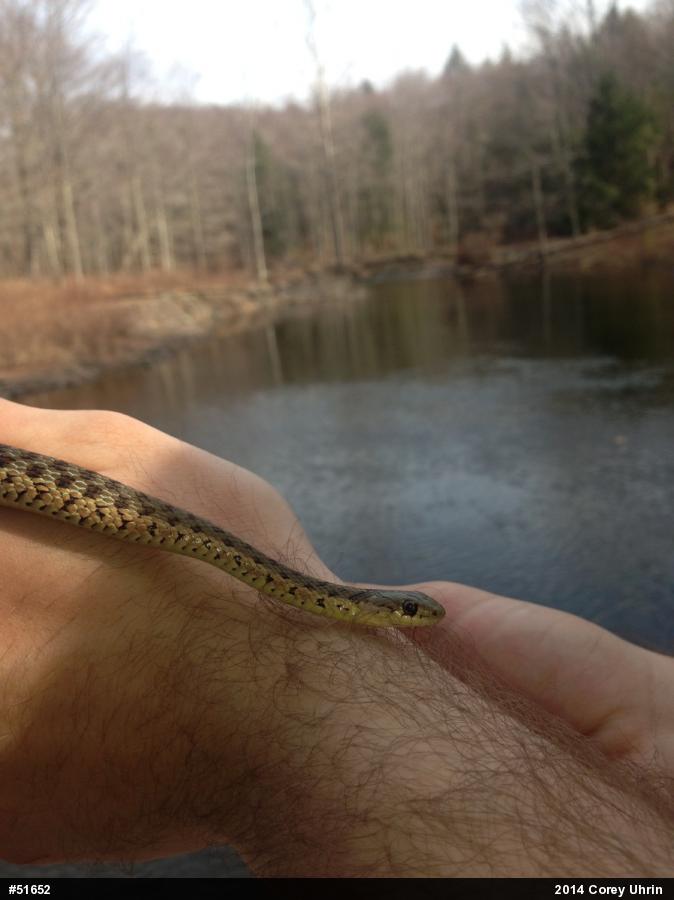 Eastern Gartersnake