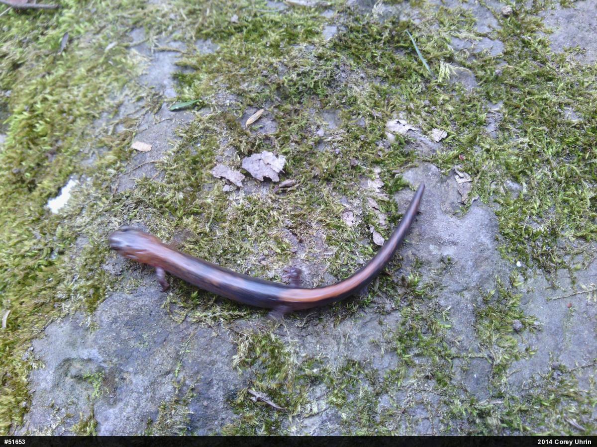 Eastern Red-backed  Salamander
