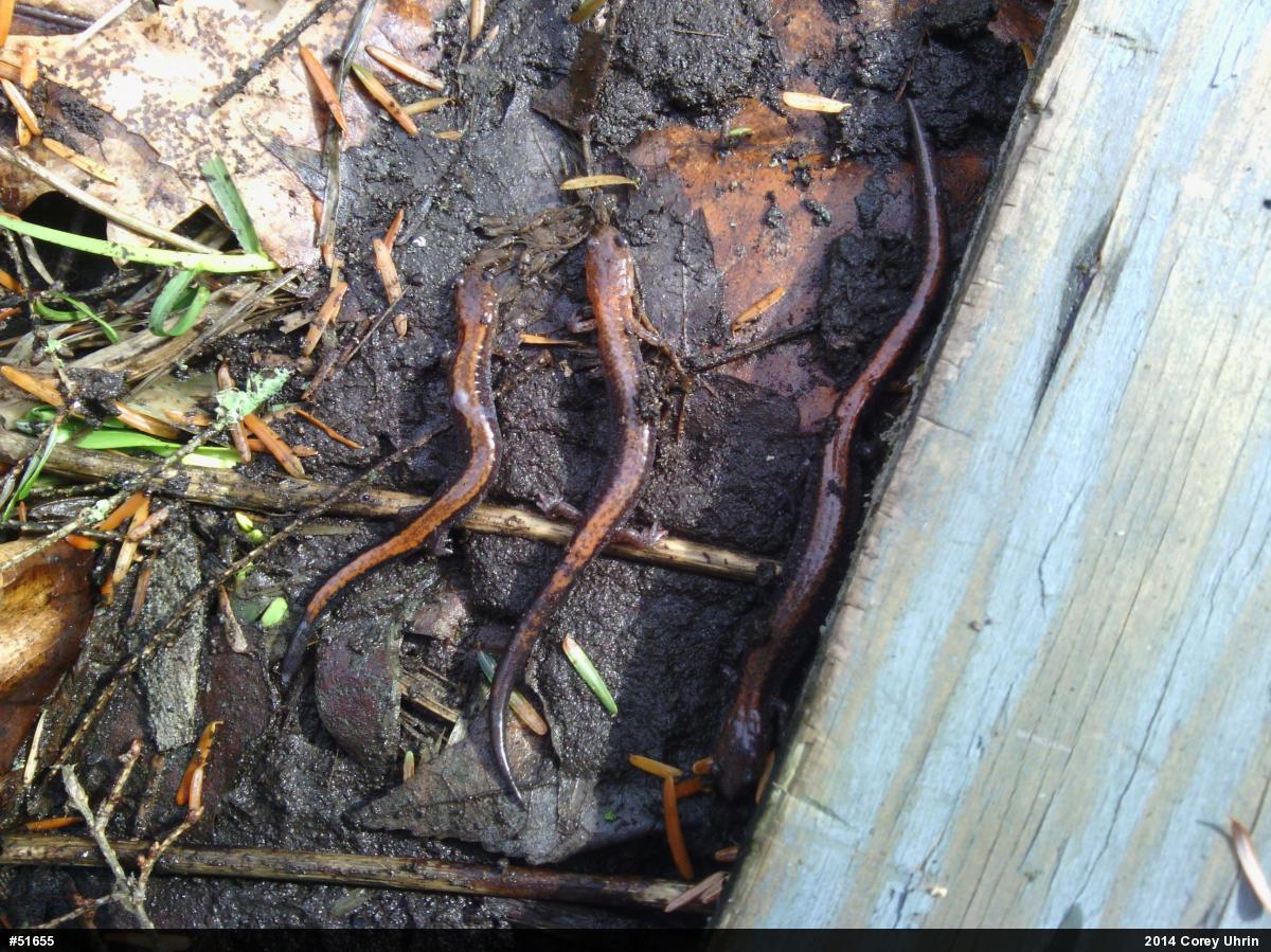 Eastern Red-backed  Salamander