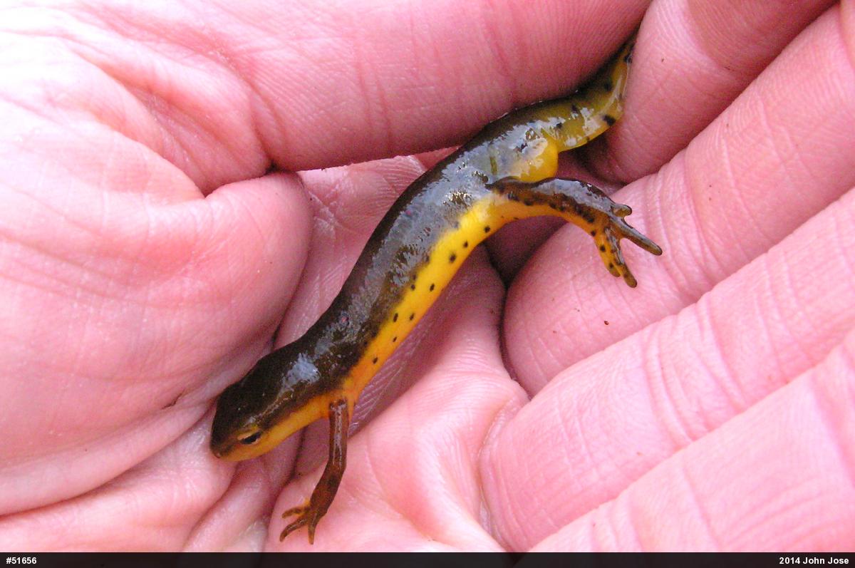 Red-spotted Newt