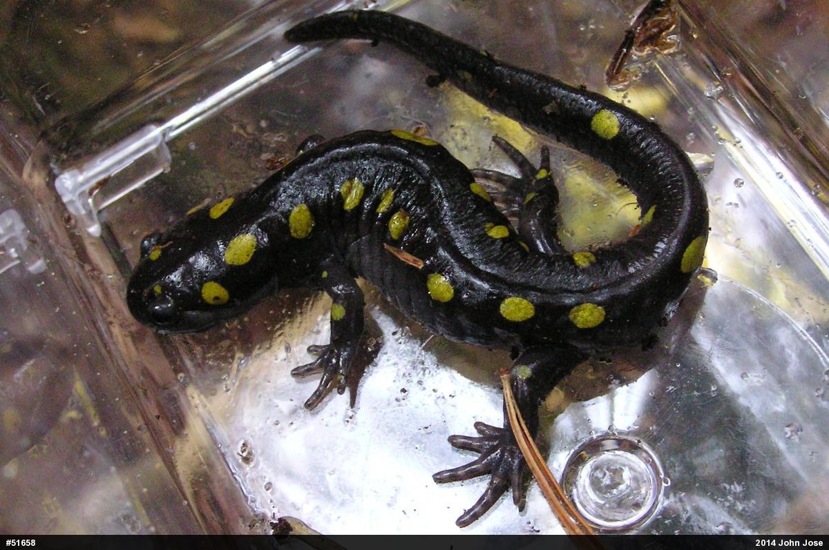 Spotted Salamander