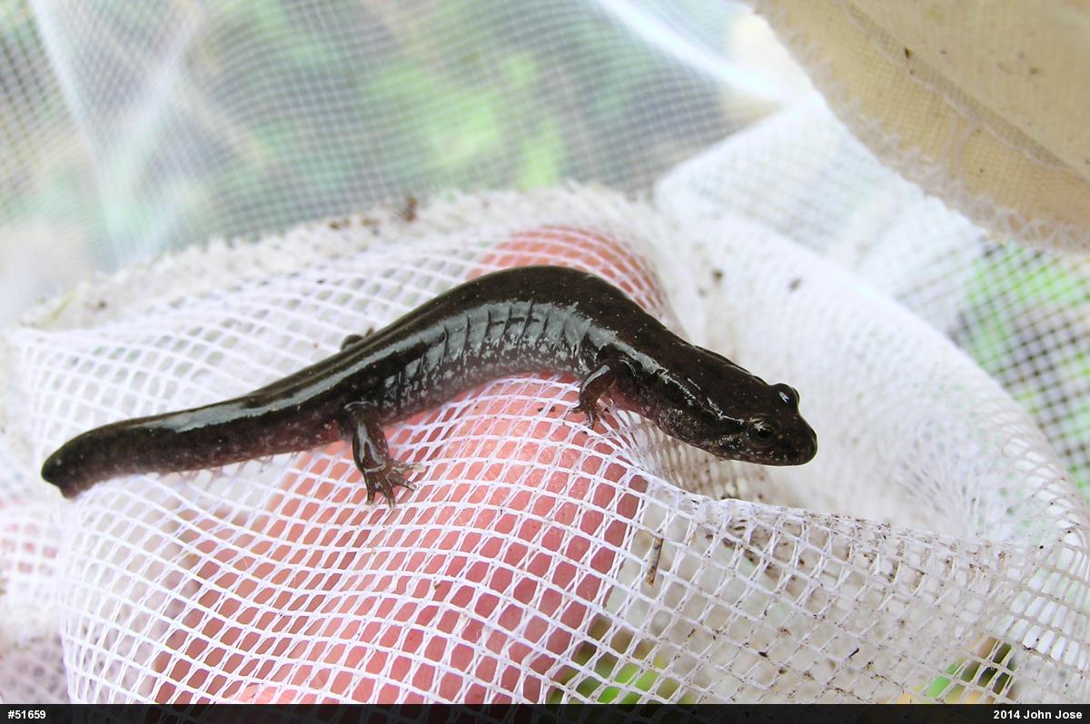 Northern Dusky Salamander