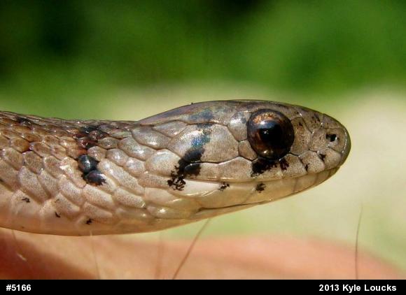 Dekay's Brownsnake
