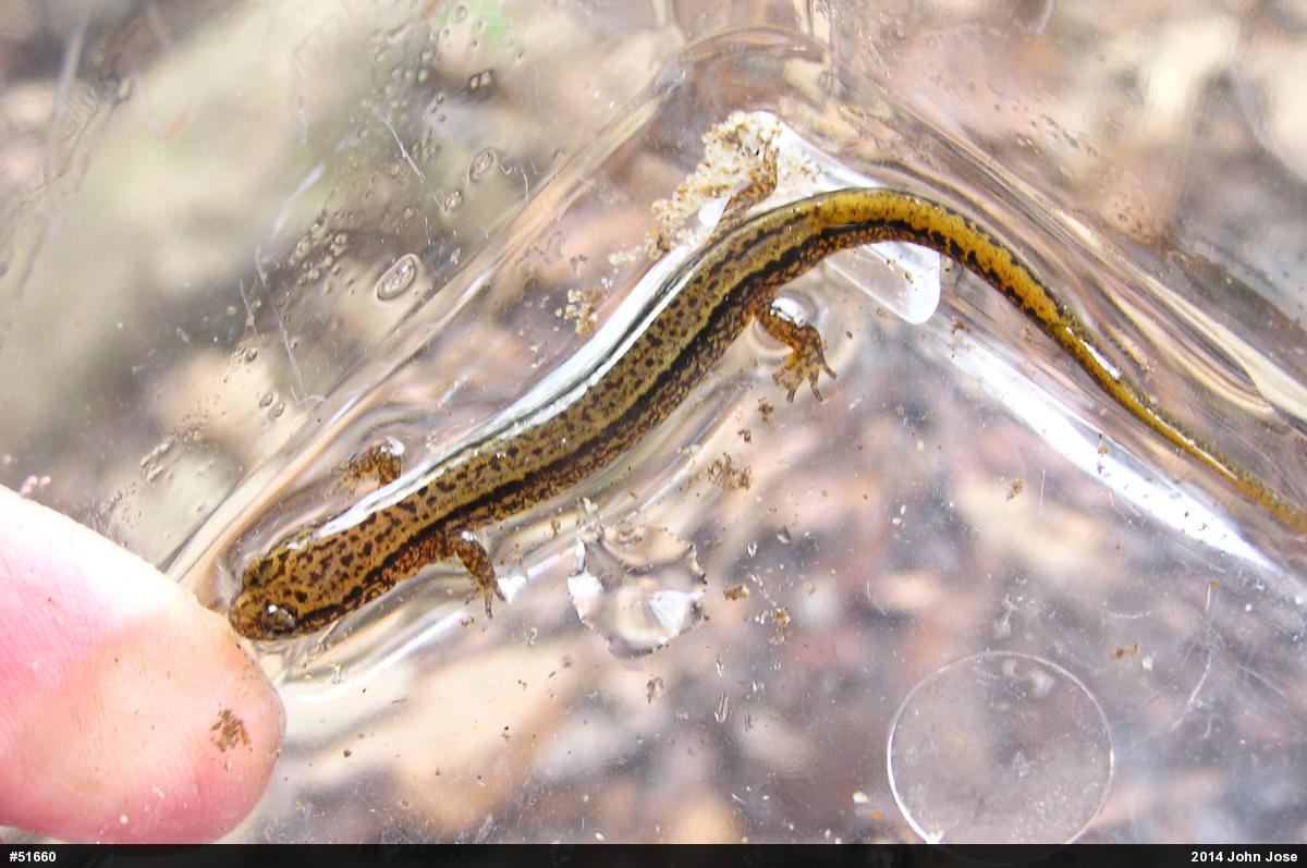 Northern Two-lined Salamander