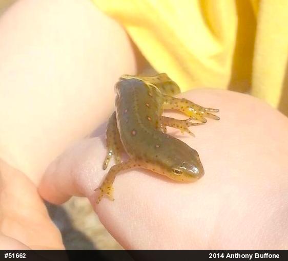 Red-spotted Newt