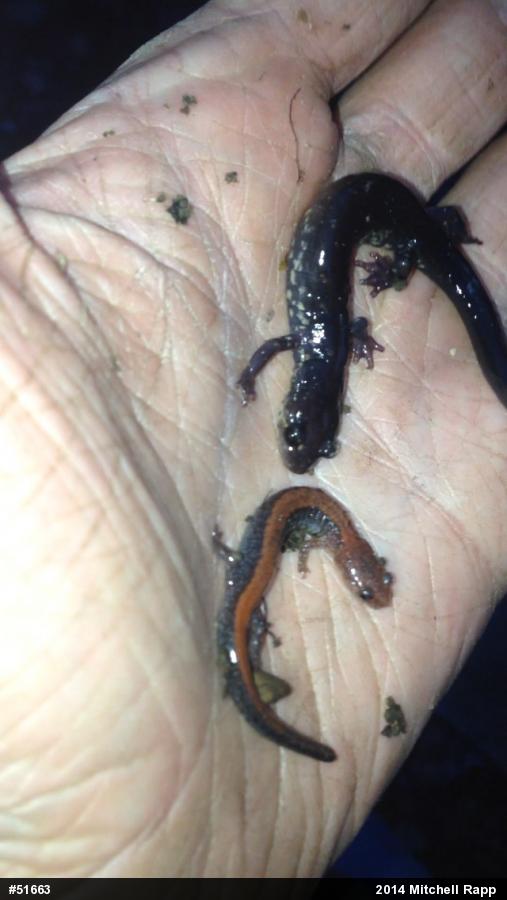Eastern Red-backed  Salamander