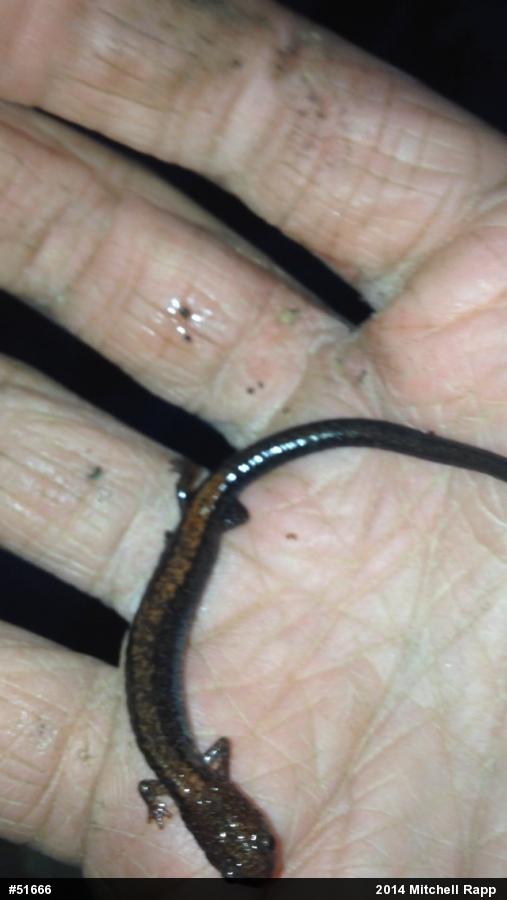 Eastern Red-backed  Salamander