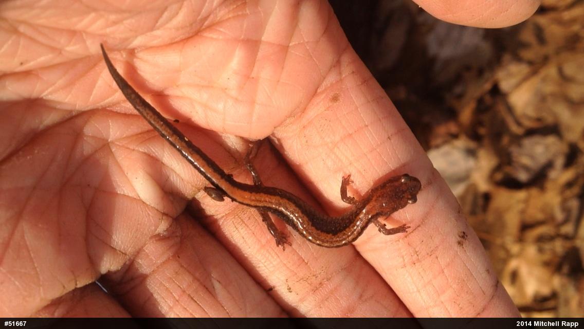 Eastern Red-backed  Salamander