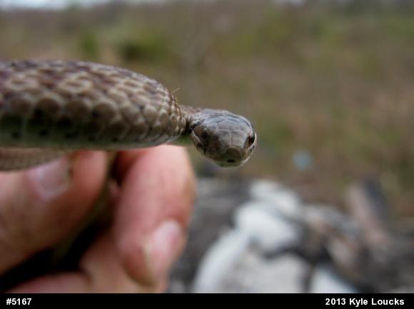 Dekay's Brownsnake