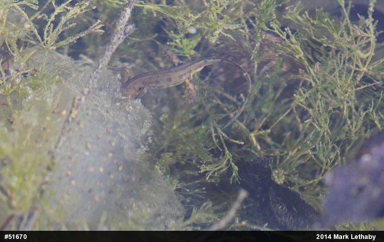 Red-spotted Newt