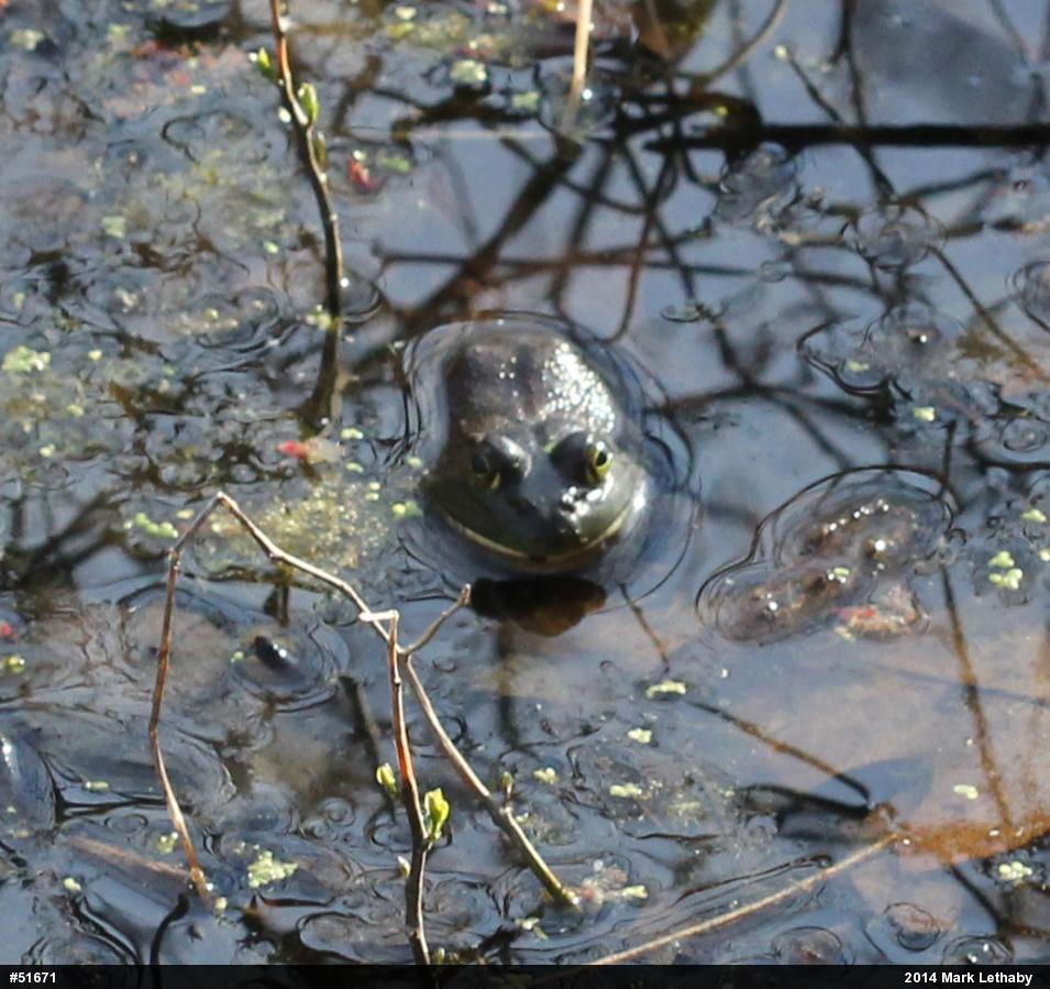 American Bullfrog