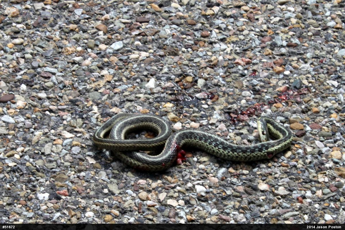 Eastern Gartersnake