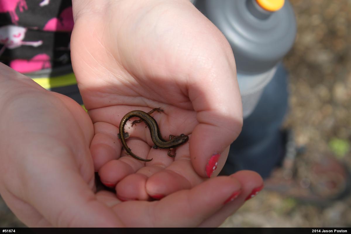 Northern Two-lined Salamander