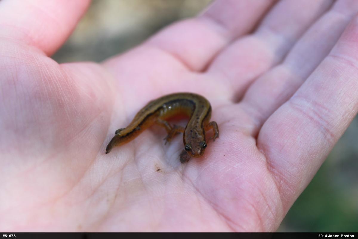 Northern Two-lined Salamander