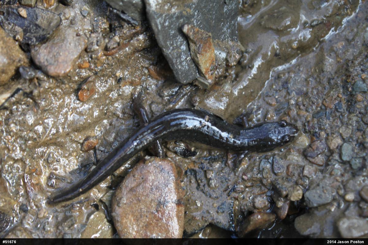 Northern Dusky Salamander