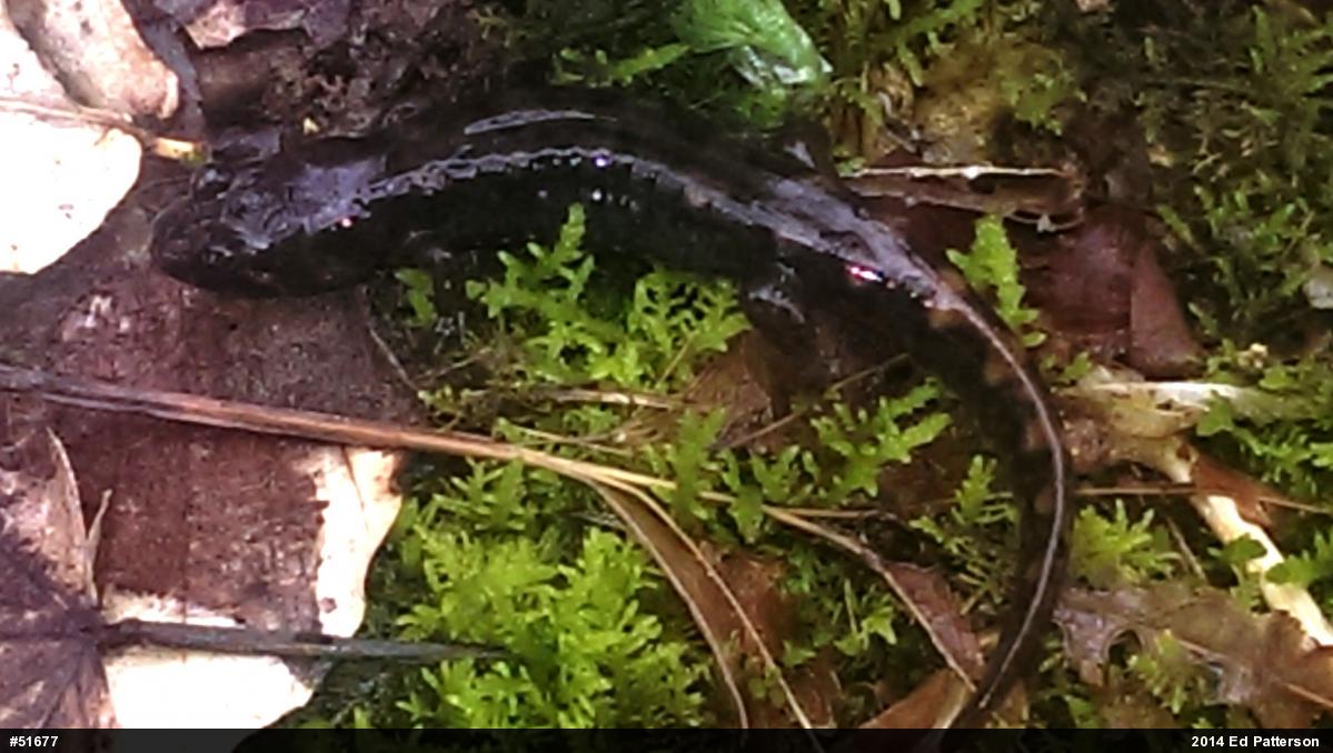 Seal Salamander