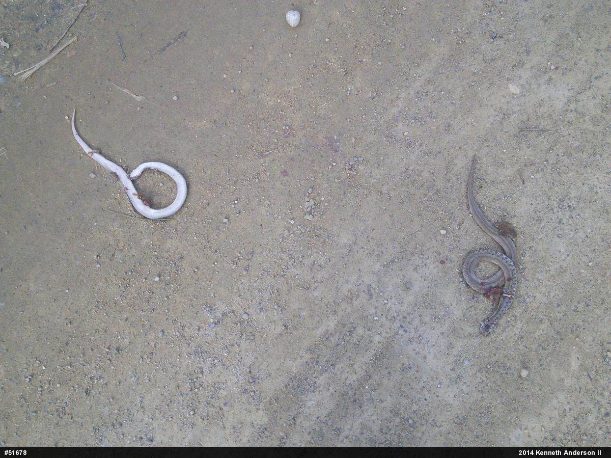 Dekay's Brownsnake