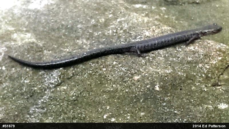 Valley And Ridge Salamander