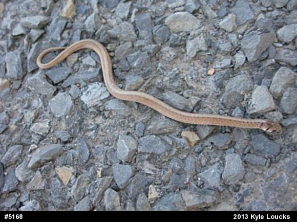 Dekay's Brownsnake