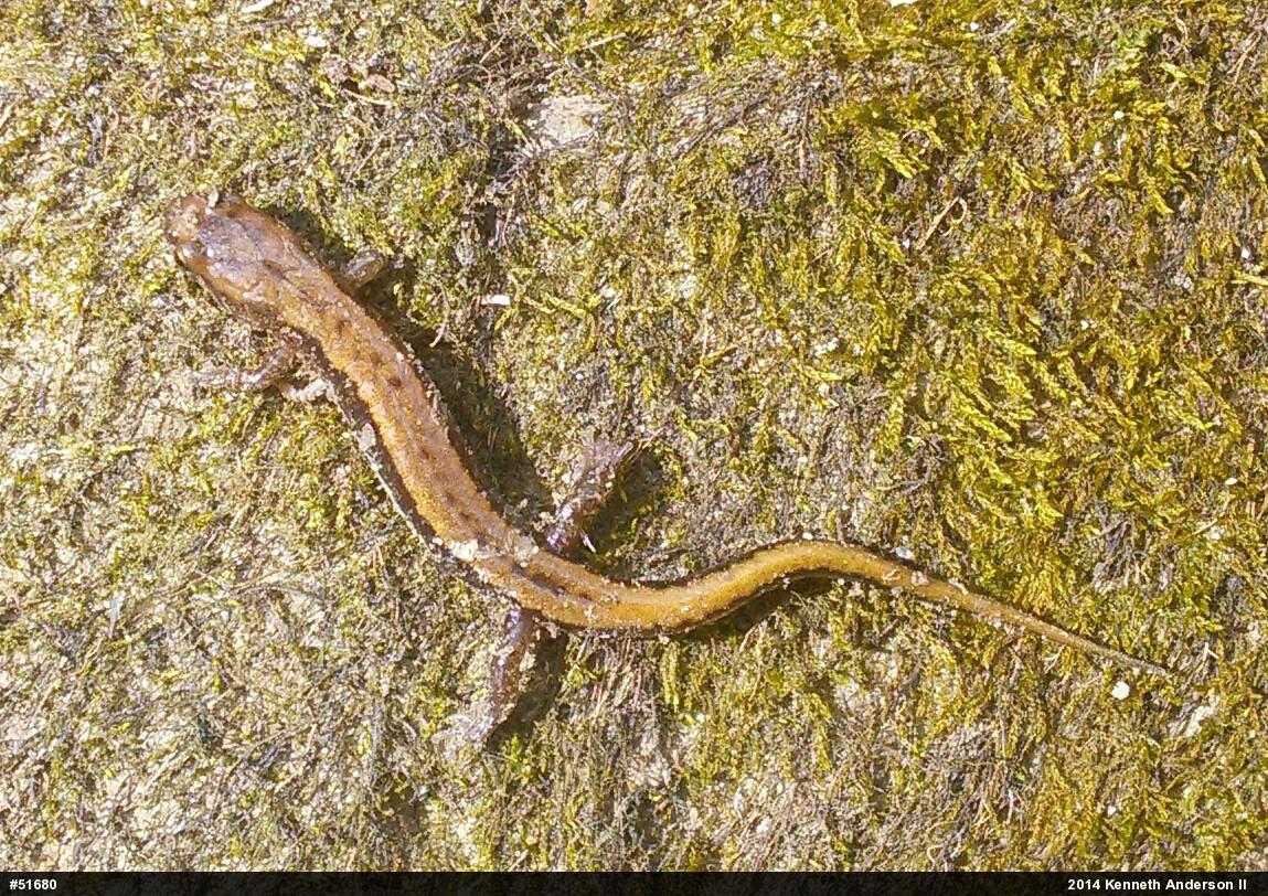 Allegheny Mountain Dusky Salamander