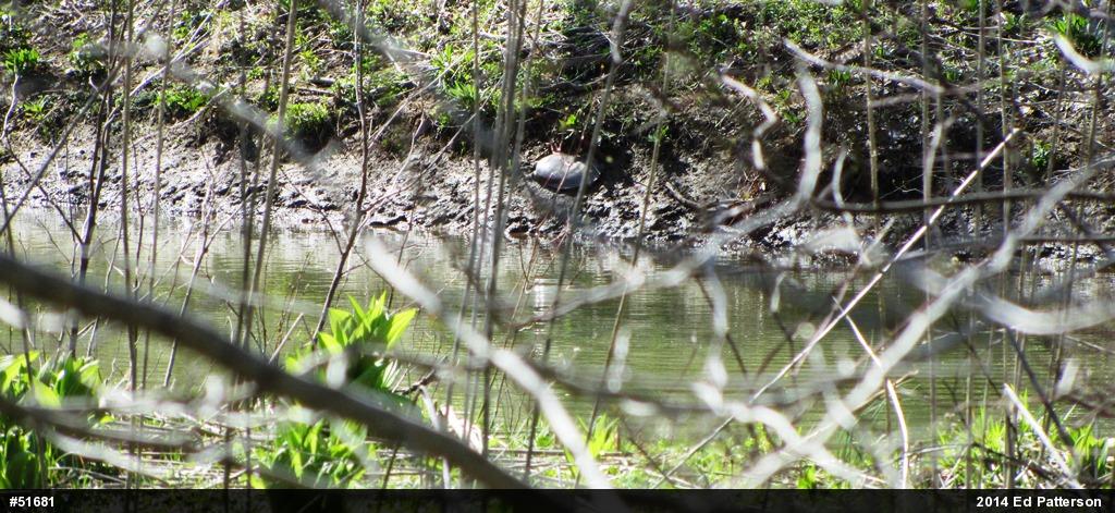 Eastern Spiny Softshell