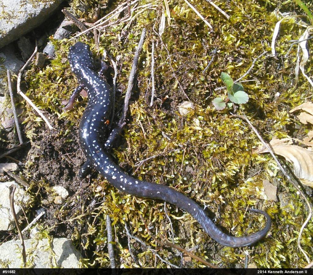 Northern Slimy Salamander