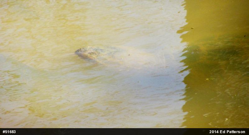 Snapping Turtle