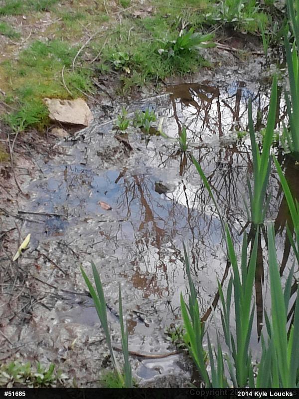 Green Frog