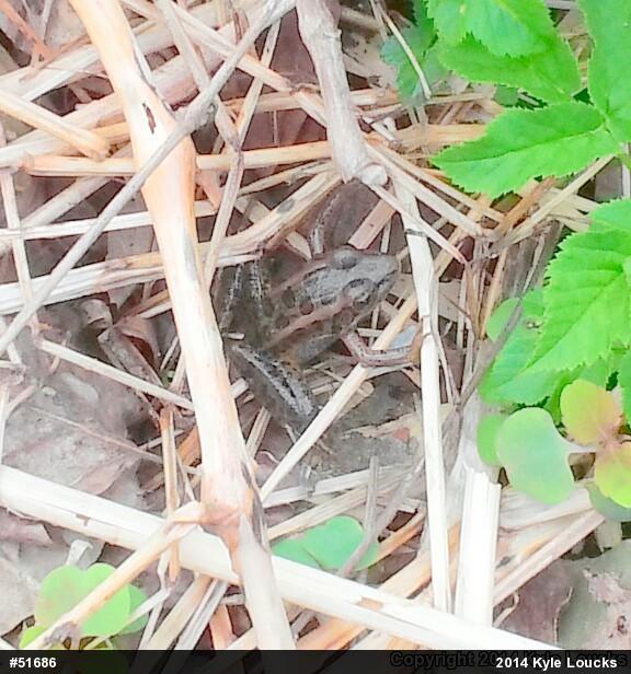 Pickerel Frog