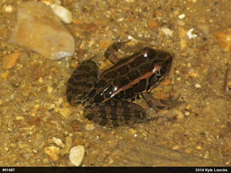 Pickerel Frog