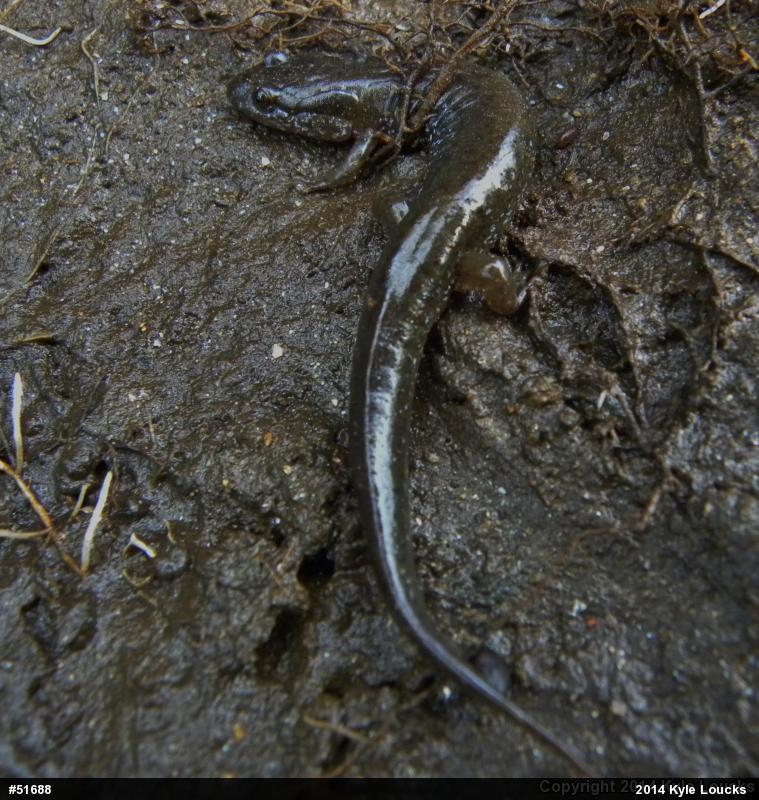 Northern Dusky Salamander