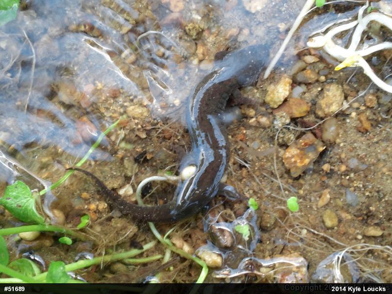 Northern Dusky Salamander