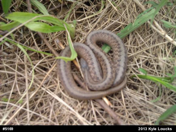 Dekay's Brownsnake