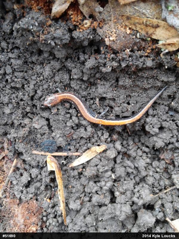 Eastern Red-backed  Salamander