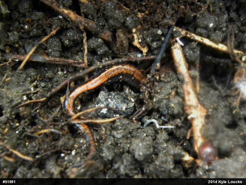 Eastern Red-backed  Salamander