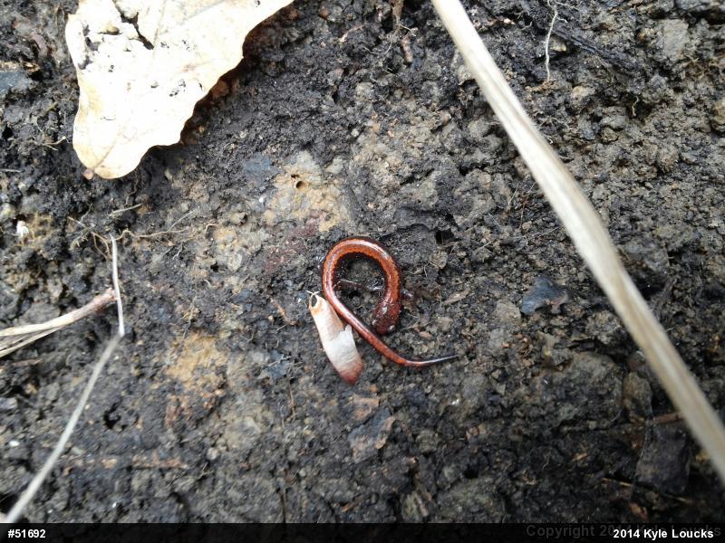 Eastern Red-backed  Salamander
