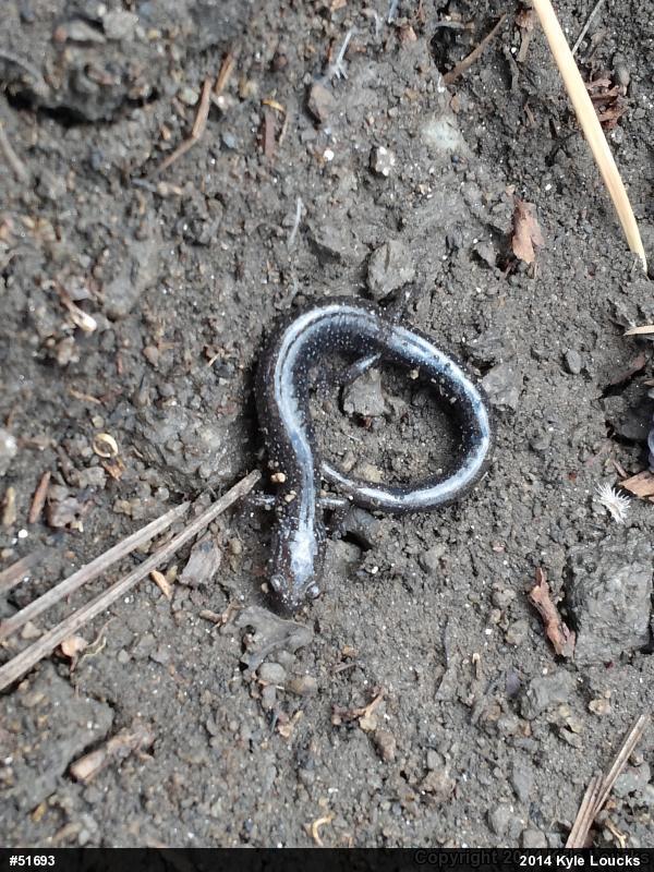 Eastern Red-backed  Salamander