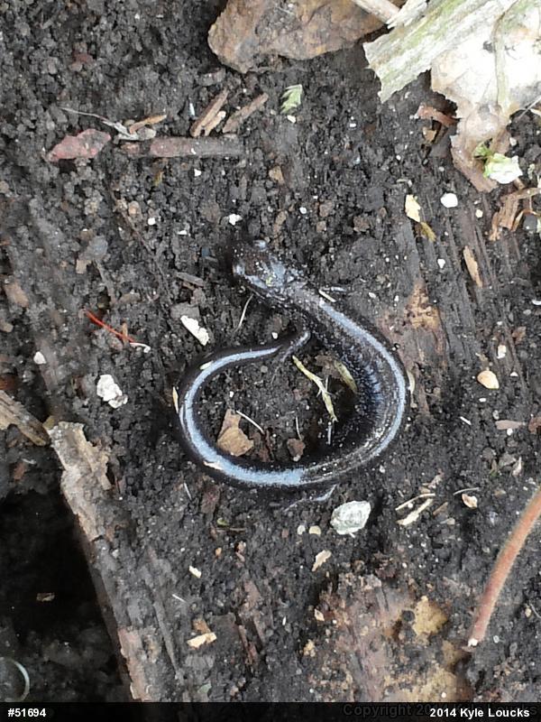 Eastern Red-backed  Salamander