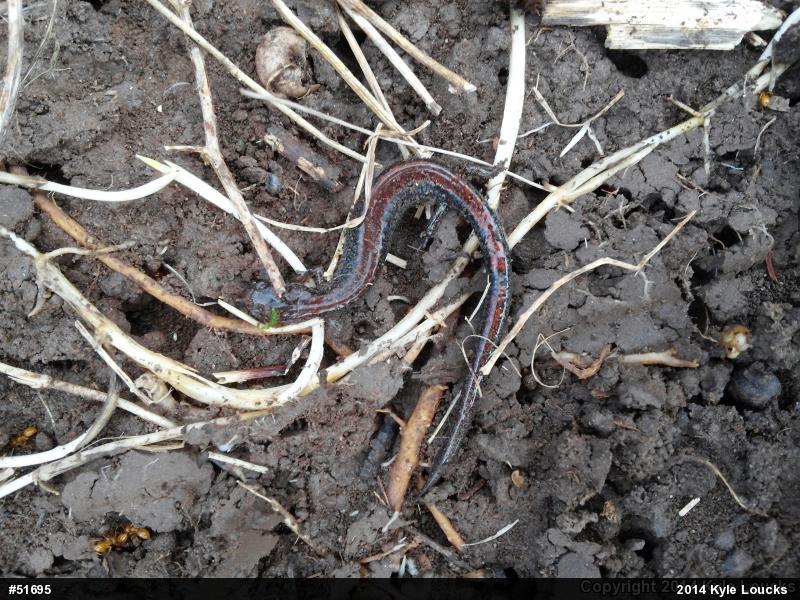 Eastern Red-backed  Salamander
