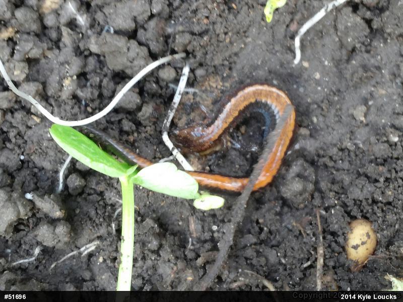 Eastern Red-backed  Salamander