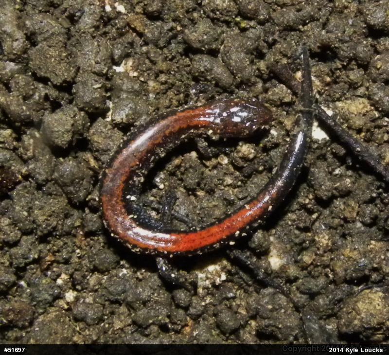 Eastern Red-backed  Salamander