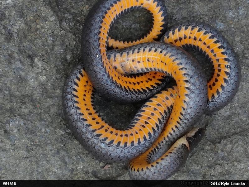 Northern Ring-necked Snake
