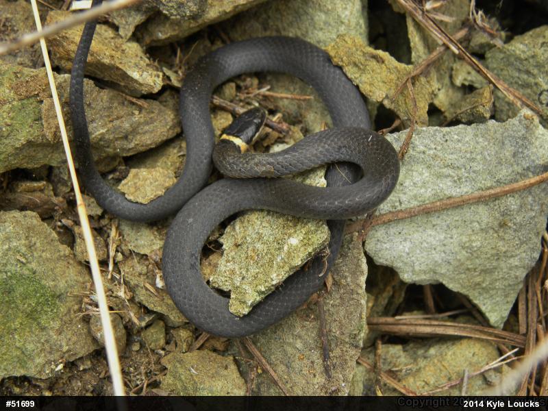 Northern Ring-necked Snake
