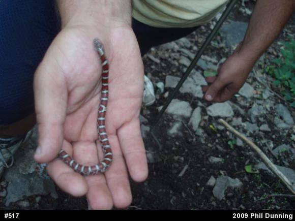Eastern Milksnake