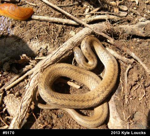 Dekay's Brownsnake