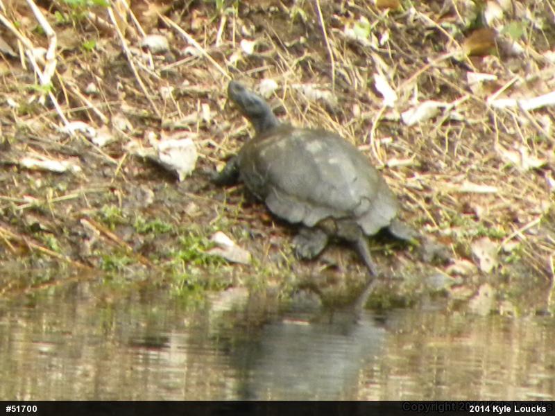 Red-eared Slider