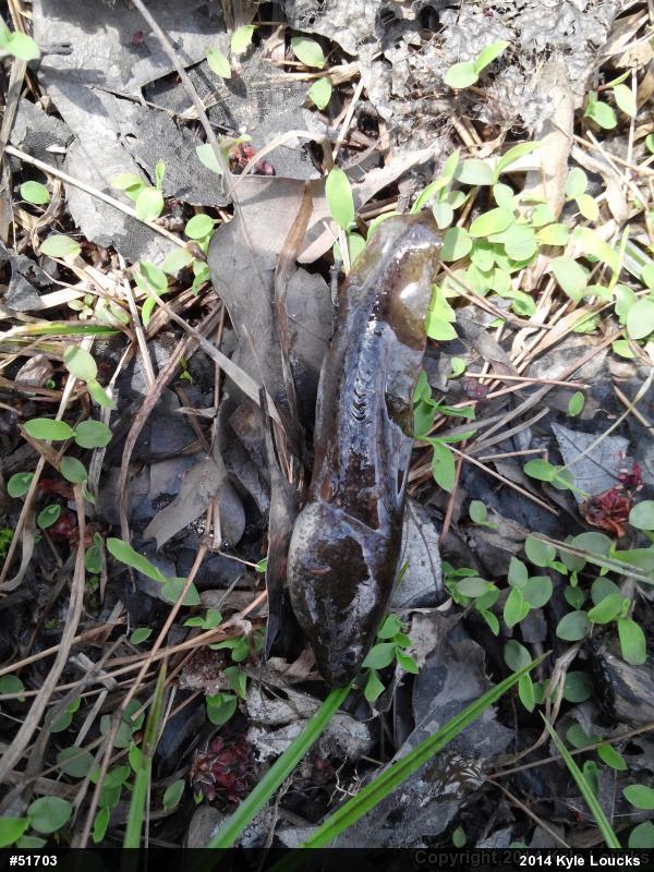Green Frog