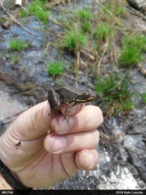 Green Frog