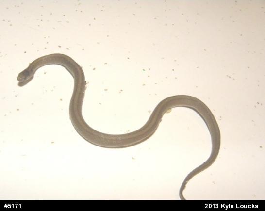 Dekay's Brownsnake