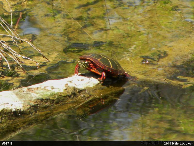 Eastern Painted Turtle